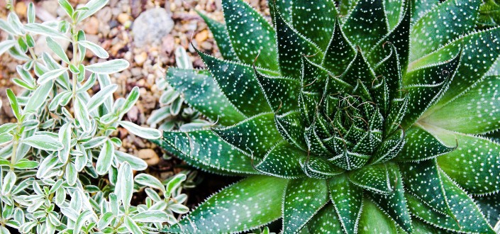 Why is Knowing How To Grow And Care For Aloe aristata Important