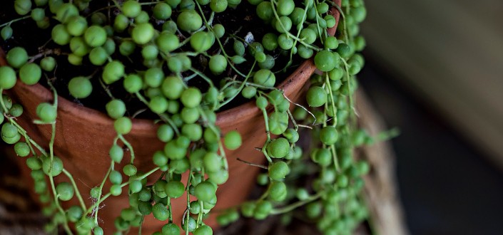 How to Grow Senecio rowleyanus, or String of Pearls succulent - Trex Plants